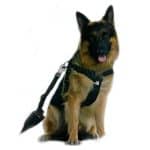 Cinturón de seguridad para mascotas reglamentario